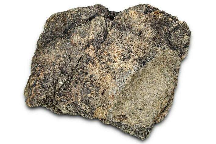 Dinosaur (Triceratops) Frill Shield Section - Montana #338934
